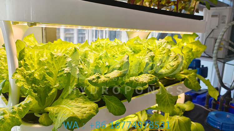 Agriculture Vertical Farming - 野菜、レタス、イチゴを栽培するための農業機械、垂直栽培システム、水耕栽培