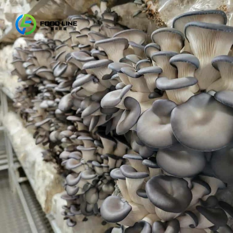 モジュール式コンテナ農場による屋内農業、都市農業、水耕栽培葉 - Agriculture Vertical Farming のレビューと価格