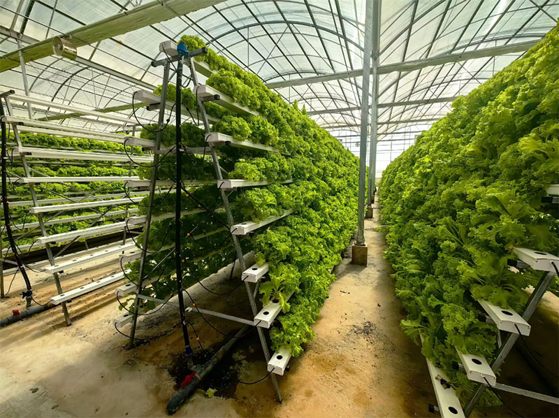 農業用温室 レタス NFT 水耕栽培システム 垂直水耕栽培ラ - Agriculture Vertical Farming のレビューと価格