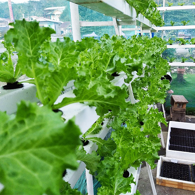 農業用温室 レタス NFT 水耕栽培システム 垂直水耕栽培ラ - Agriculture Vertical Farming のレビューと価格